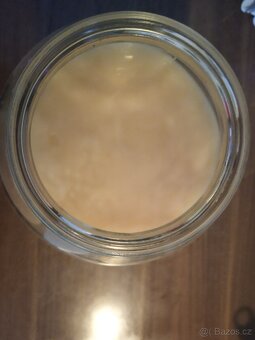 Kombucha v nálevu ze zeleného čaje - 2