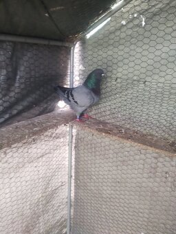Prodám holubi - 2