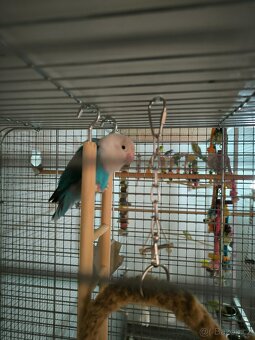 Agapornis Fischerův plus klec - 2