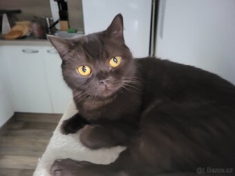 Britská čokoládová kočka - 2