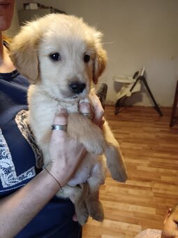 Zlatý retrívr fenka je v rezervaci - 2