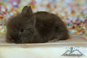 Zakrslý králíček Teddy s VP/sameček FIGARO_ doprava po ČR - 2