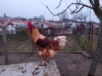 Chovní kohouti - 2