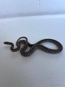 Úžovka červená - 2