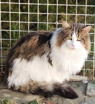 Mainský mývalí kocour - 2