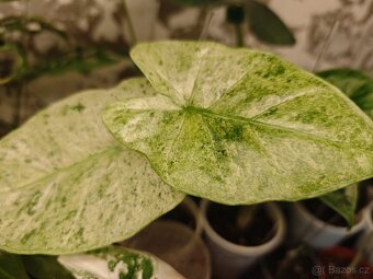 Alocasia - hlízky / rostlinky - 2