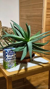 Aloe vera - 2