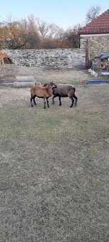 Ovce kamerunská - 2