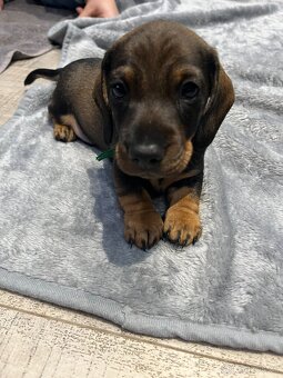 Jezevčík drsnosrstý - 2