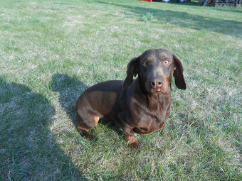 Hladkosrstý jezevčík krytí - 2