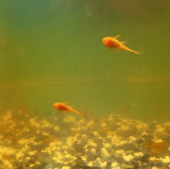 ANCISTRUS RED - 2