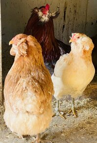 Araucana kurčatá- nasadove vajíčka - 2