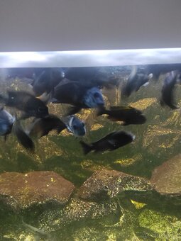 Tropheus bemba - 2