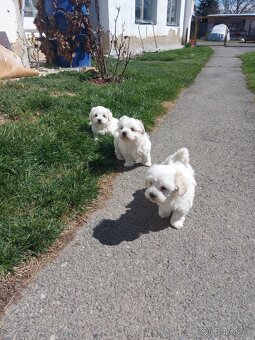 Maltipoo - 2