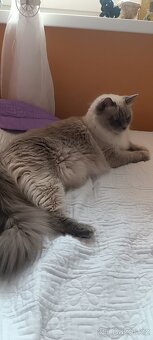 Ragdoll kotatka - 2