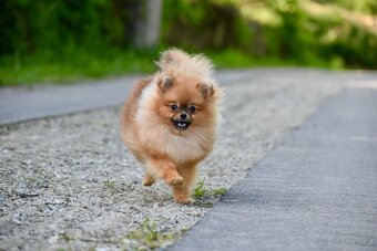 Pomeranian s PP - 2