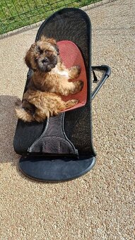 Prodám štěňátka Lhasa Apso - 2