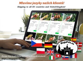 Africký šnek Archachatina marginata ovum XXL Snails - 2