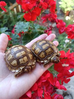 Želva ostruhatá Geochelone Sulcata,mláďata - 2