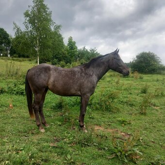 Tříletá klisna Appaloosa - 2