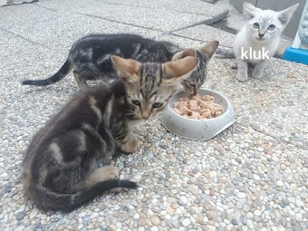 Daruji koťata - 2