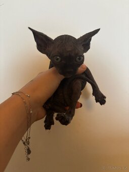 Prodám koťátka sphynx - 2
