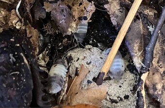 Cibaris sp. “Panda King” - 2