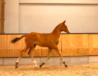 Exkluzívny KWPN žrebček do vyššieho športu - 2