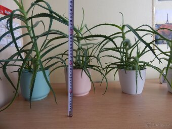 Aloe Vera pravá 3-5 let - 2