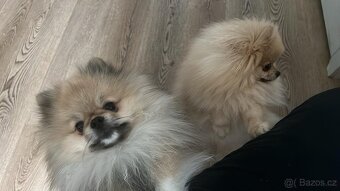 Pomeranian s PP - 2