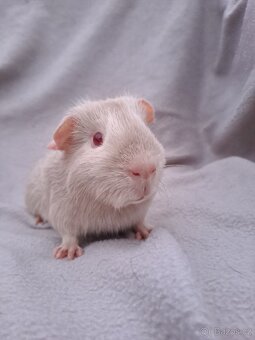 Sameček morčátko - 2