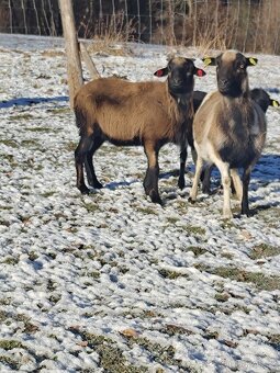 Kamerunský beran - 2