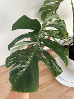 Monstera Albo variegata "Panašovaná'' - 2