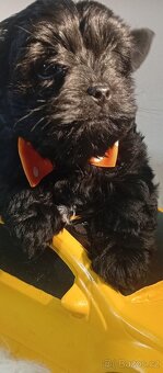 Jorkšírský teriér,Black,Merle,Biewer - 2