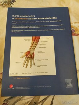 Sobottův atlas anatomie člověka - tabulky svalů, kloubů a ne - 2
