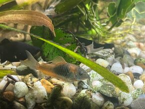 Pancéřníček Venezuela orange - Corydoras venezuelanus orange - 2