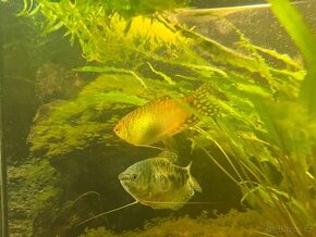 Čichavec zlatý - Trichopodus trichopterus 'Gold' - 2