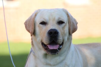 Špičková žlutá štěňata labradorského retrívra - 2
