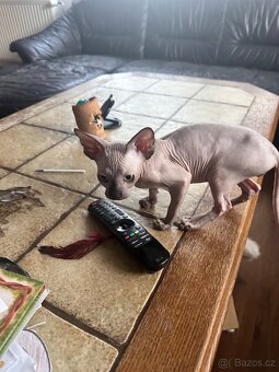 Kanadský Sphynx s průkazem původu - 2
