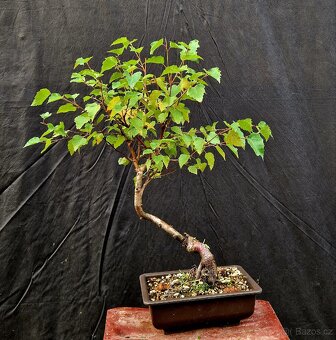 Bonsai, Bonsaj -Briza belokora 2 - 2