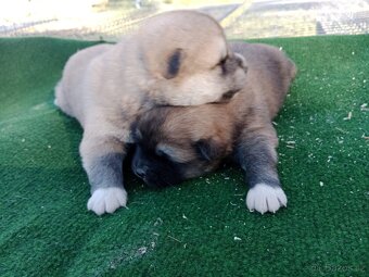 Akita inu - 2