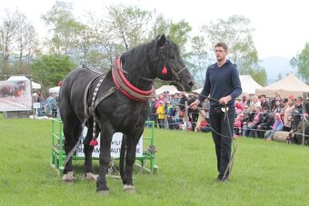 Prodám Norik muransky - 2