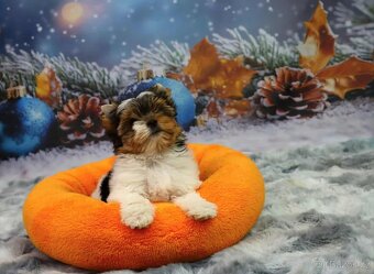 Biewer terriér jorkšírský - 2