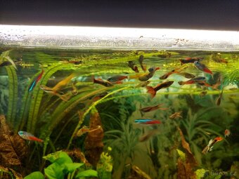 Živorodka Wingeova (Endlerka) a živorodka duhová (Paví očko) - 2