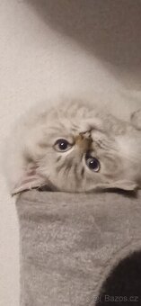 Ragdoll koťátka bez PP - 2