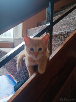 Daruji zrzavá koťátka - 2