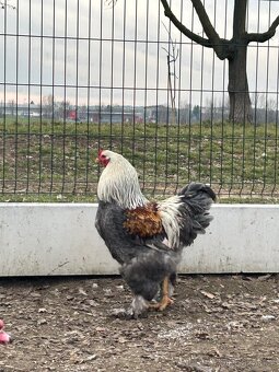 NV Brahmánka velká - 2