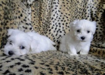 Maltézský psík maltezáček maltez - 2