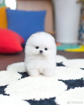 Krasne pomeranian štěňata - 2