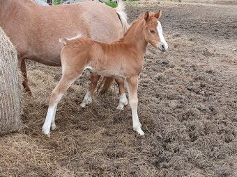 Wels kvh cca 135cm -menší - 2